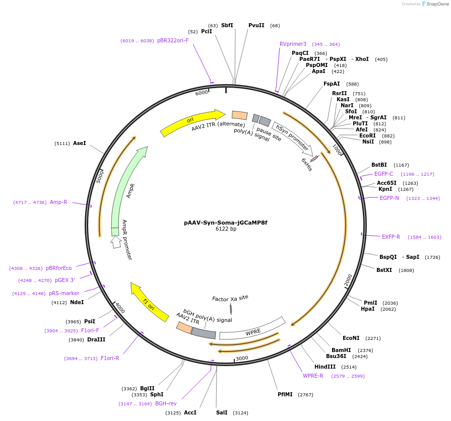 182943-plasmid-map-sequence-id-358163