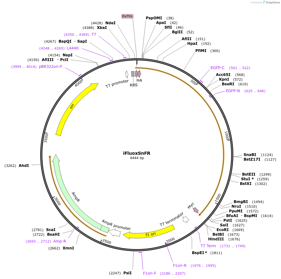182808-plasmid-map-sequence-id-358173