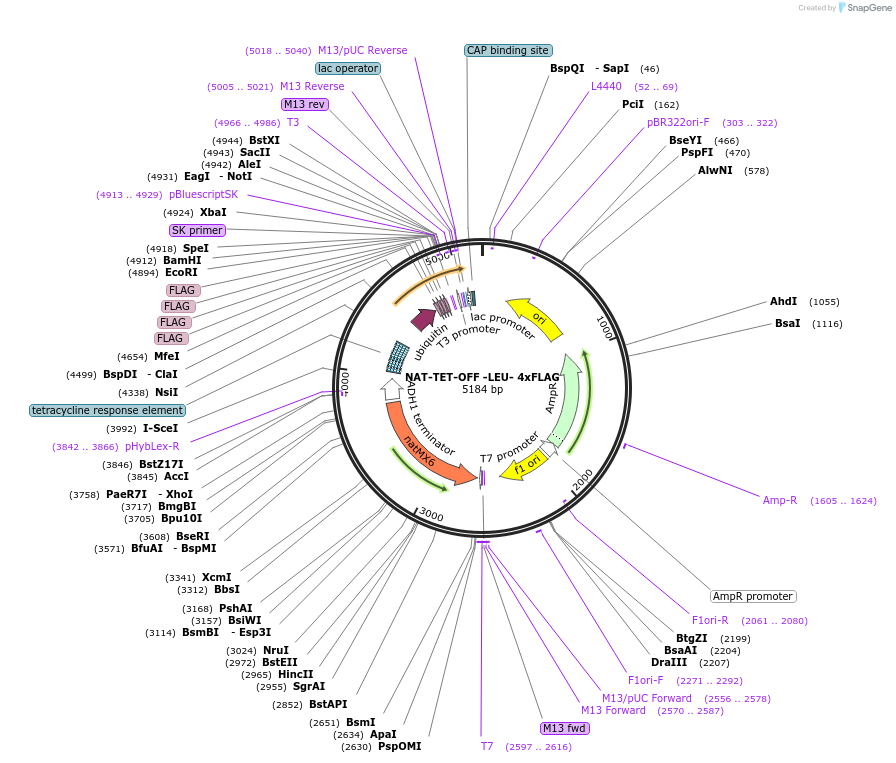 182527-plasmid-map-sequence-id-358175