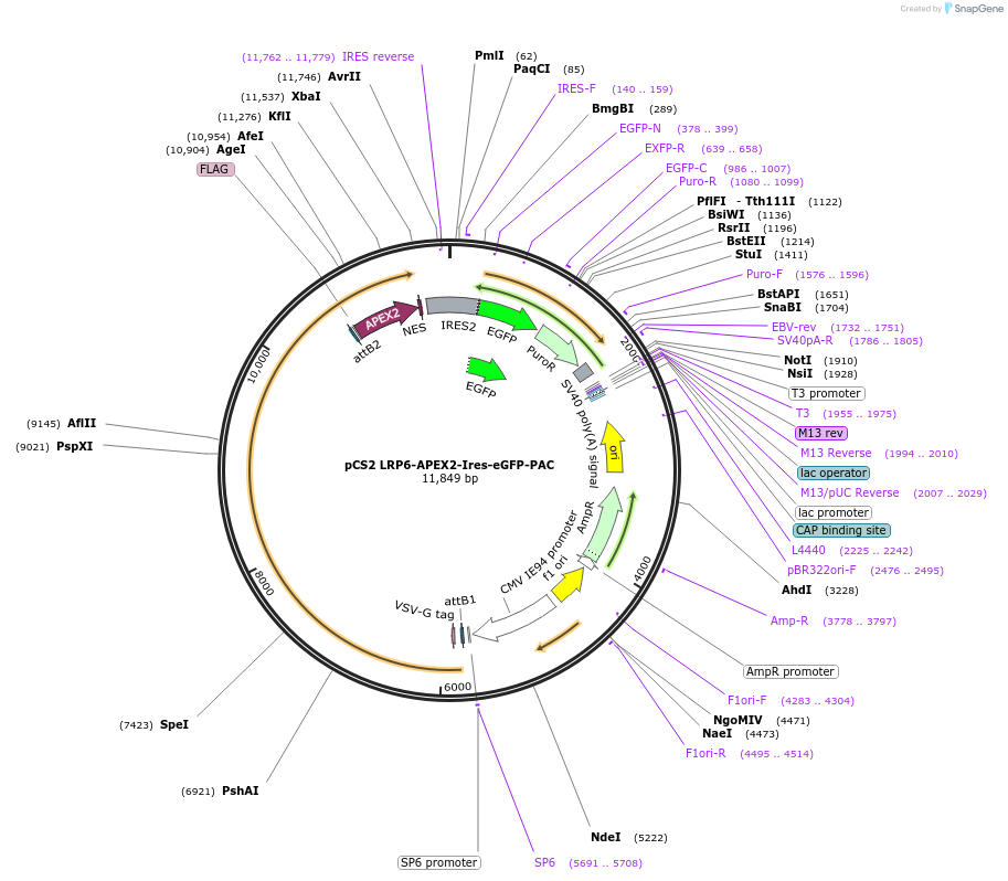 180142-plasmid-map-sequence-id-358177