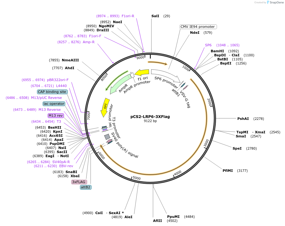 180144-plasmid-map-sequence-id-358180