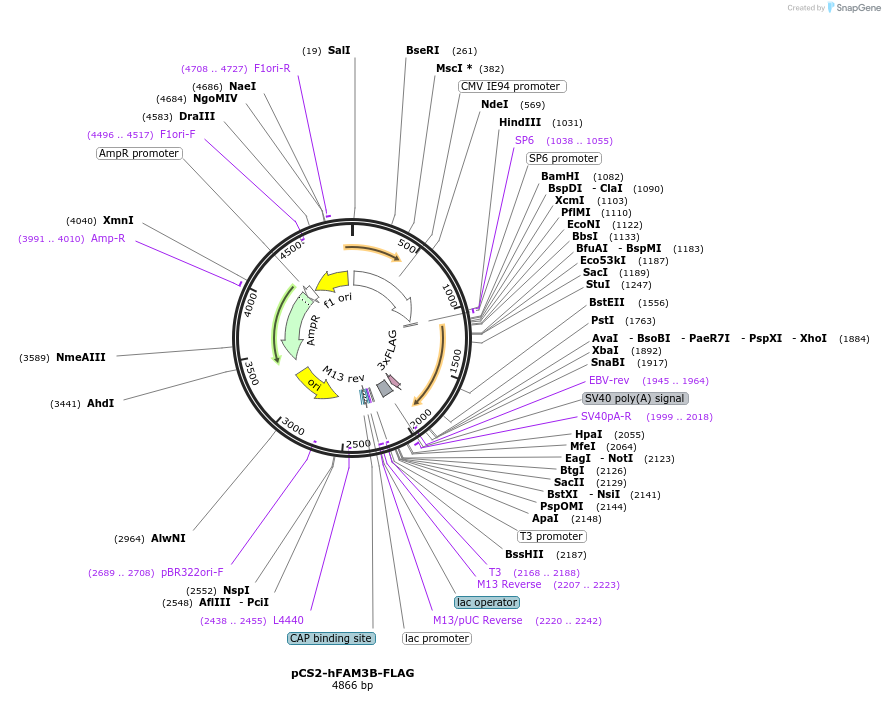 180146-plasmid-map-sequence-id-358181