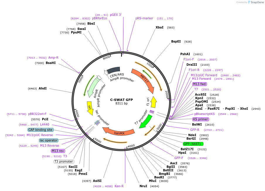 182510-plasmid-map-sequence-id-358189