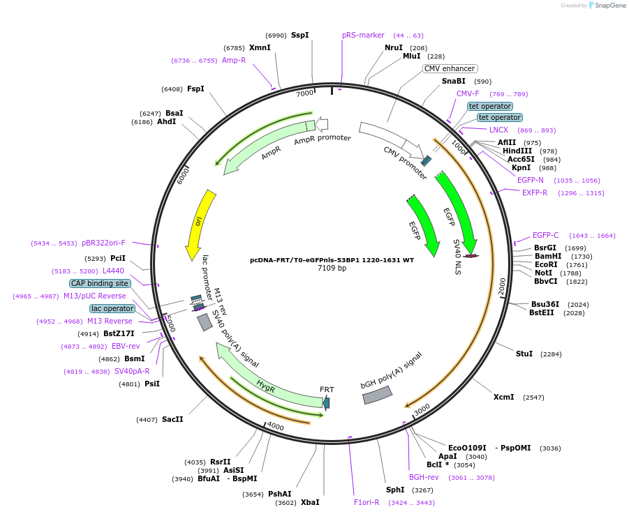 60814-plasmid-map-sequence-id-358190
