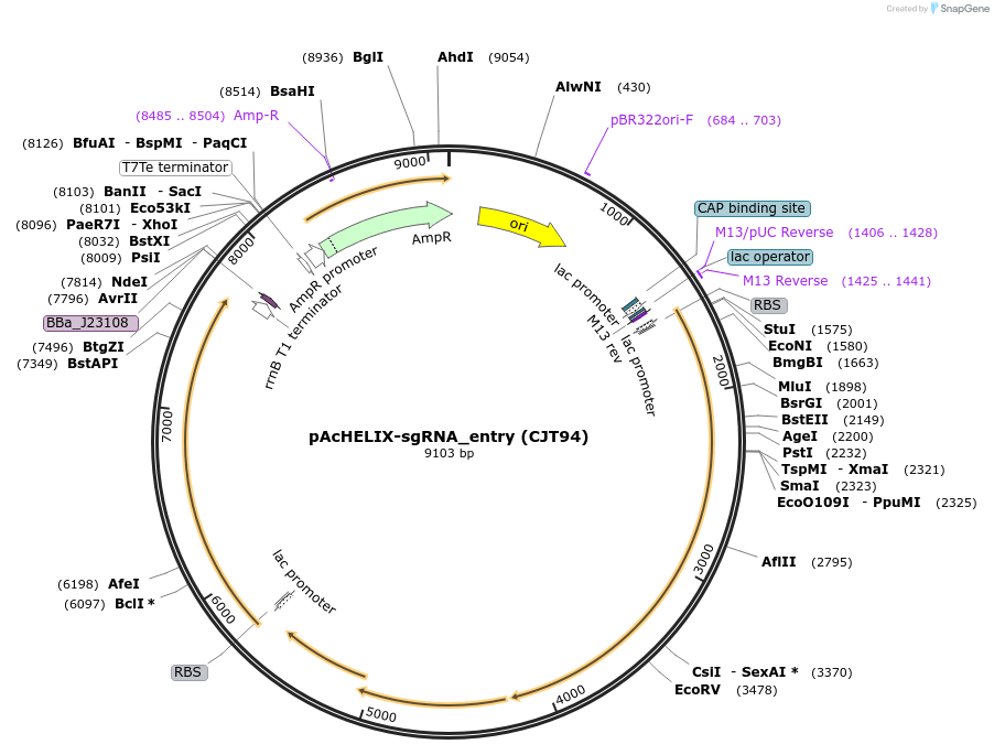 181783-plasmid-map-sequence-id-358223