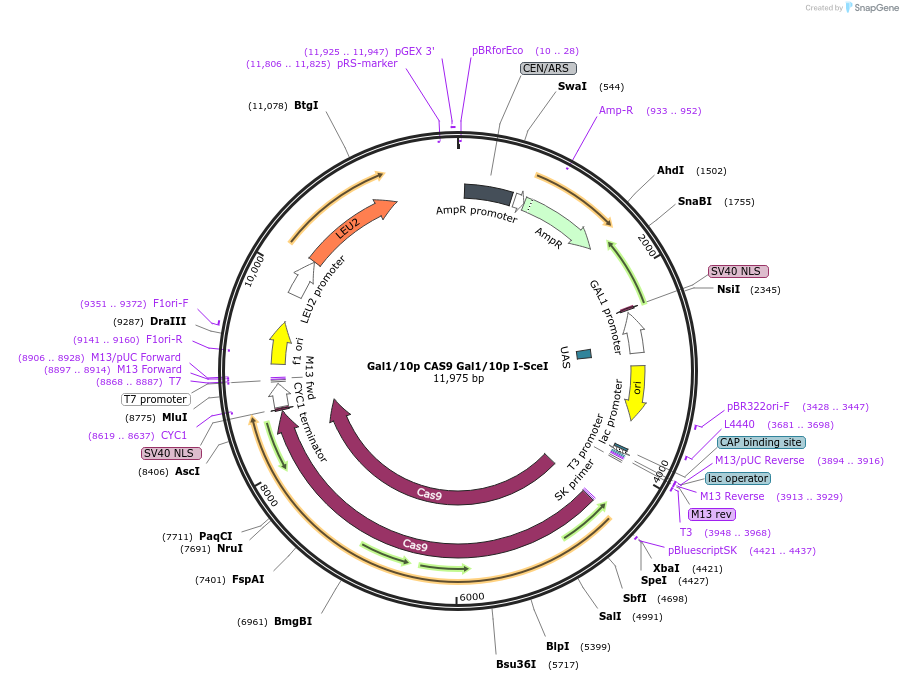 182519-plasmid-map-sequence-id-358227