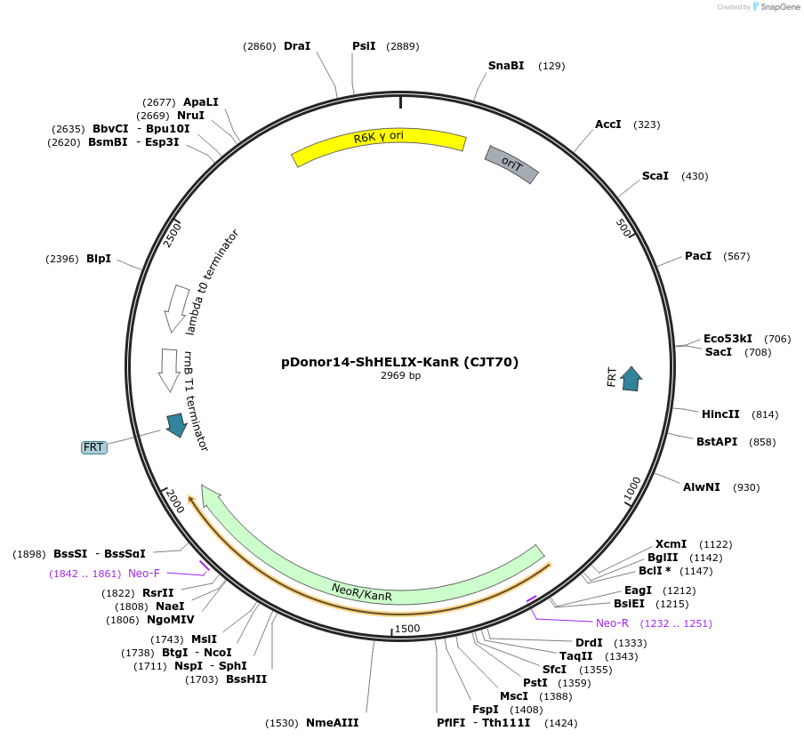 181793-plasmid-map-sequence-id-358228