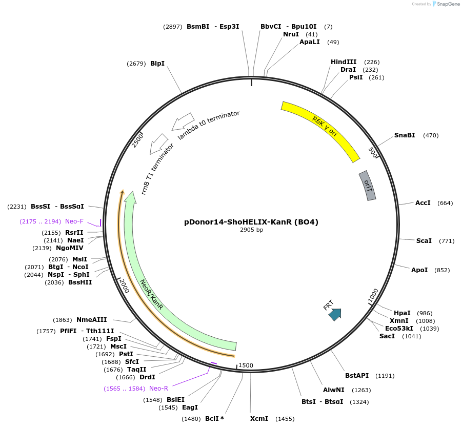 181795-plasmid-map-sequence-id-358230