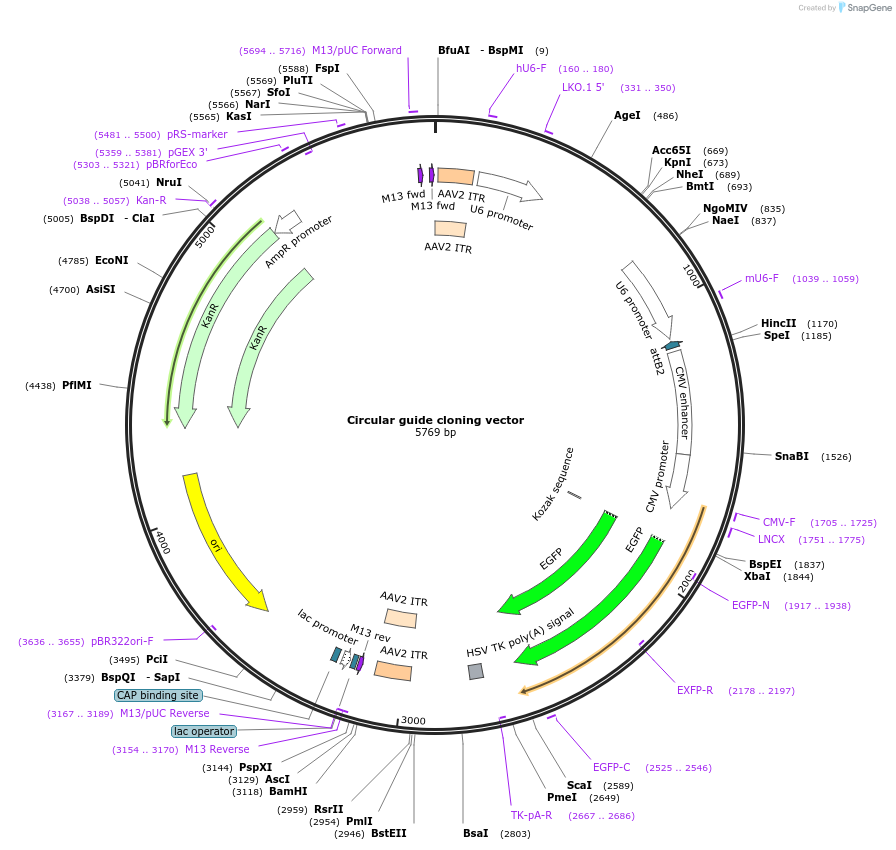 180184-plasmid-map-sequence-id-358231