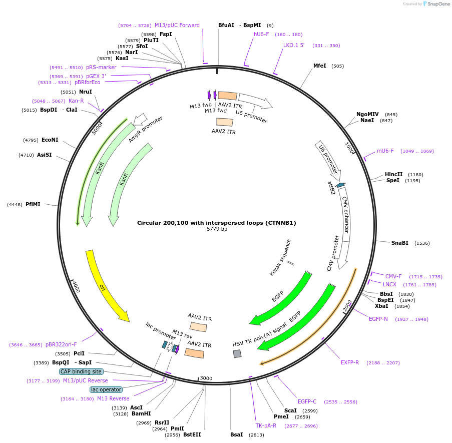 180193-plasmid-map-sequence-id-358232