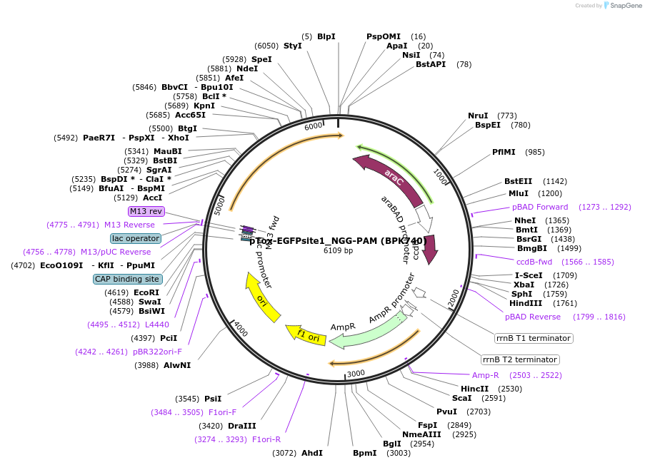 181746-plasmid-map-sequence-id-358235