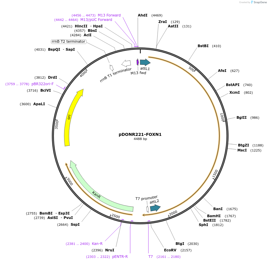 101445-plasmid-map-sequence-id-358238