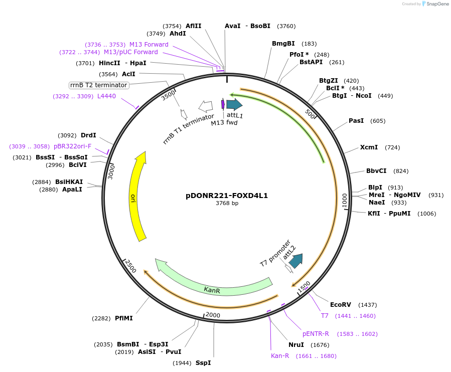 101510-plasmid-map-sequence-id-358239