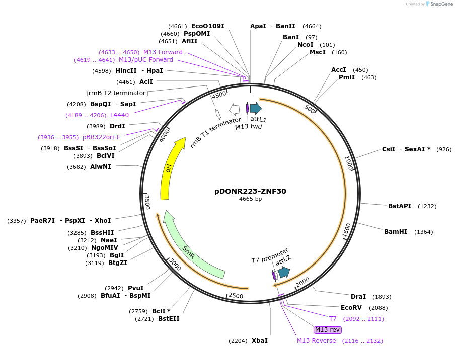 88681-plasmid-map-sequence-id-358243