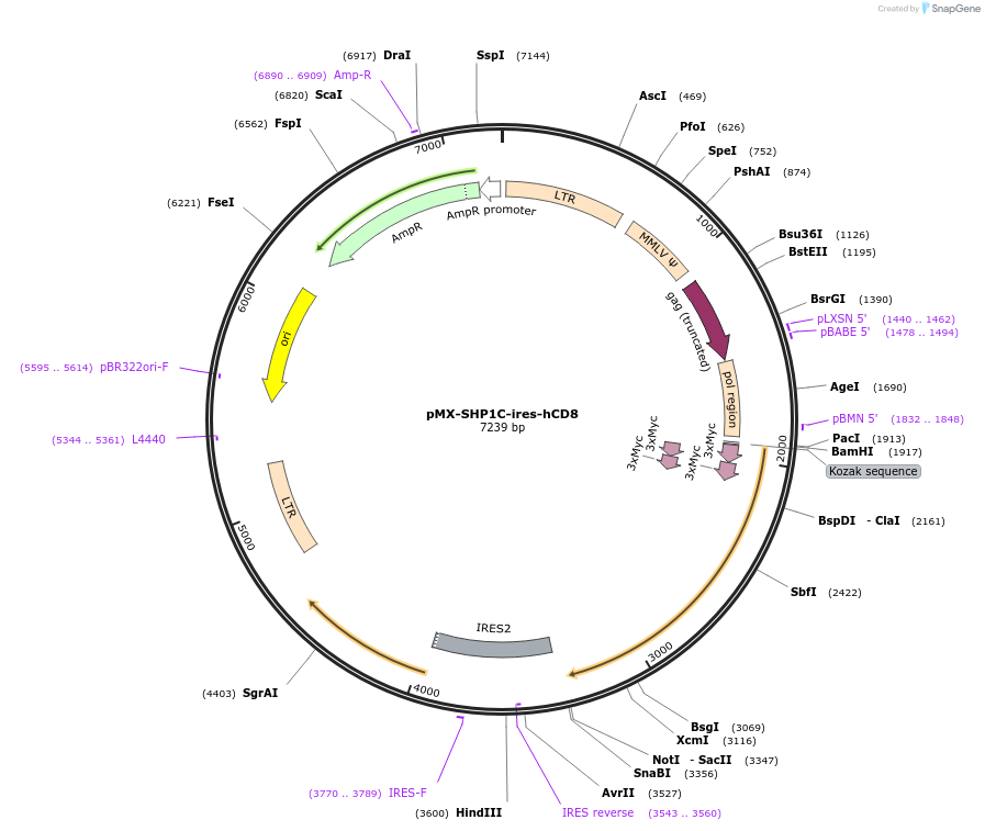 183720-plasmid-map-sequence-id-358251