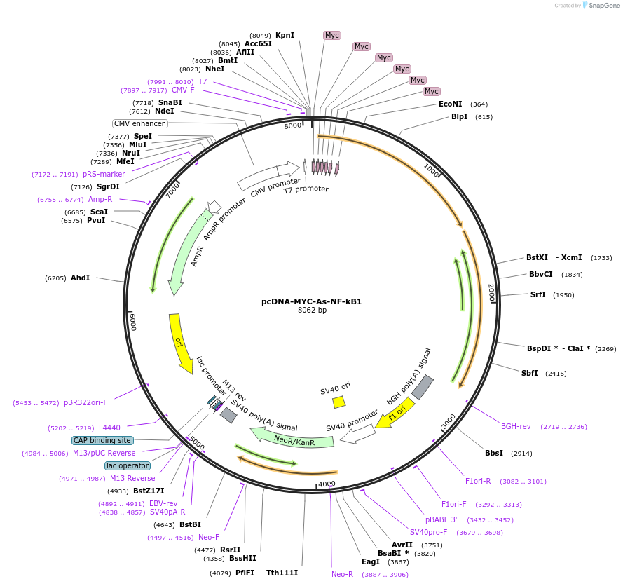 180203-plasmid-map-sequence-id-358262