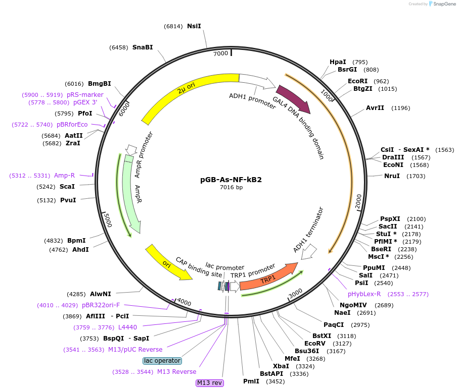 180210-plasmid-map-sequence-id-358263