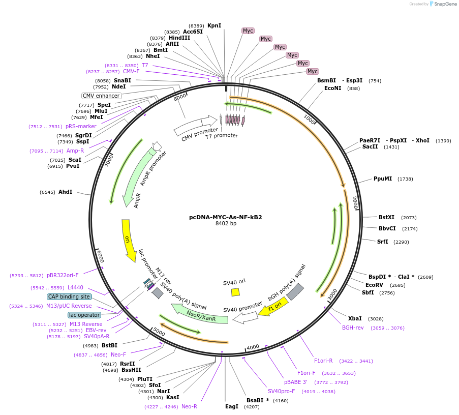 180204-plasmid-map-sequence-id-358267