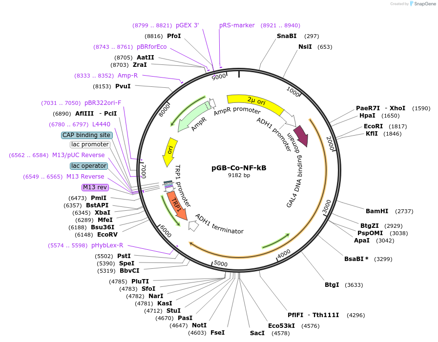180206-plasmid-map-sequence-id-358268