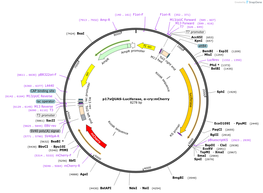 180482-plasmid-map-sequence-id-358272