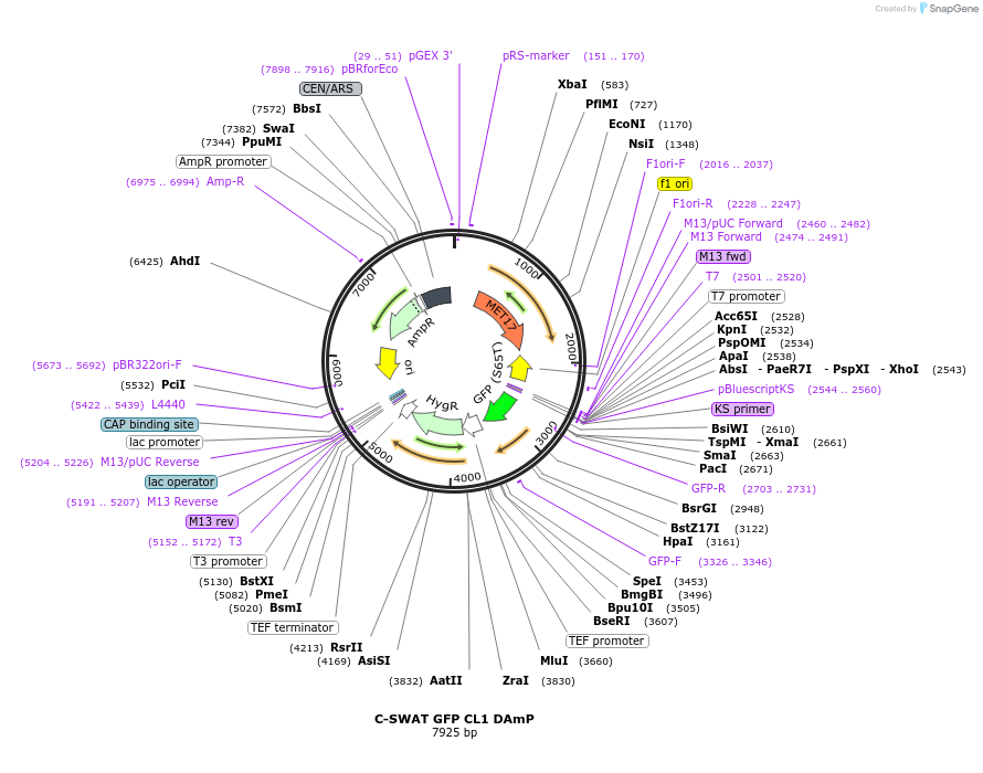 182513-plasmid-map-sequence-id-358273
