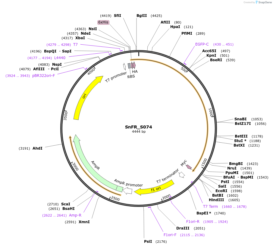 182811-plasmid-map-sequence-id-358311