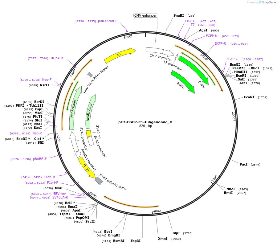 146143-plasmid-map-sequence-id-358321