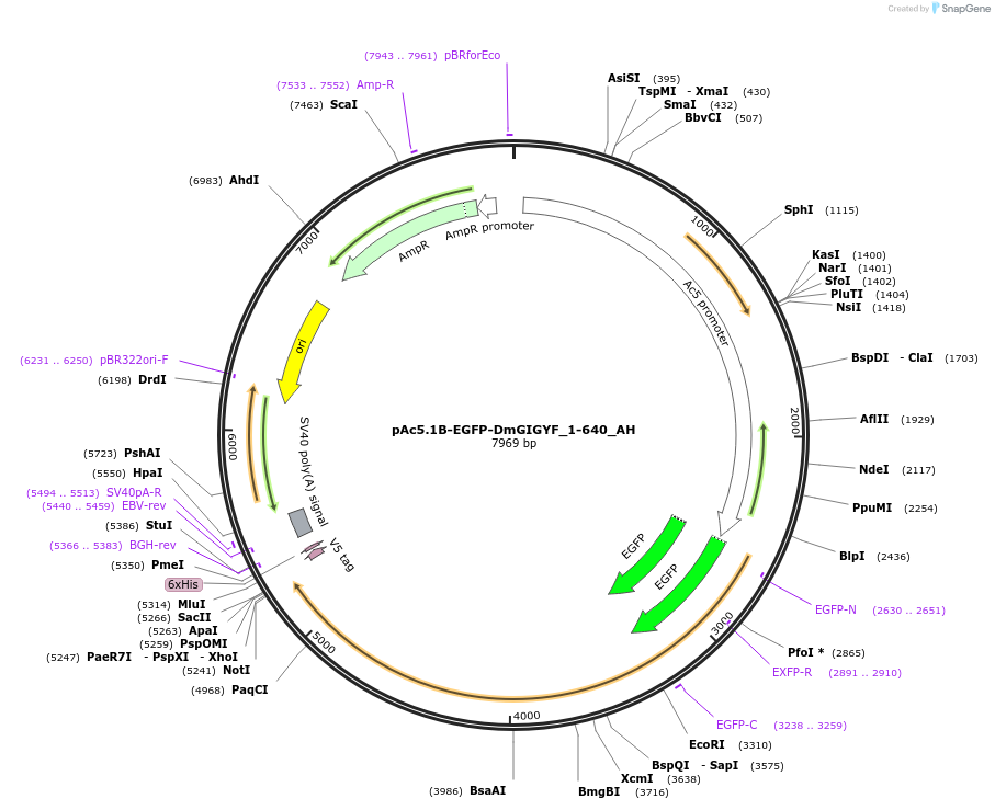 148919-plasmid-map-sequence-id-358323