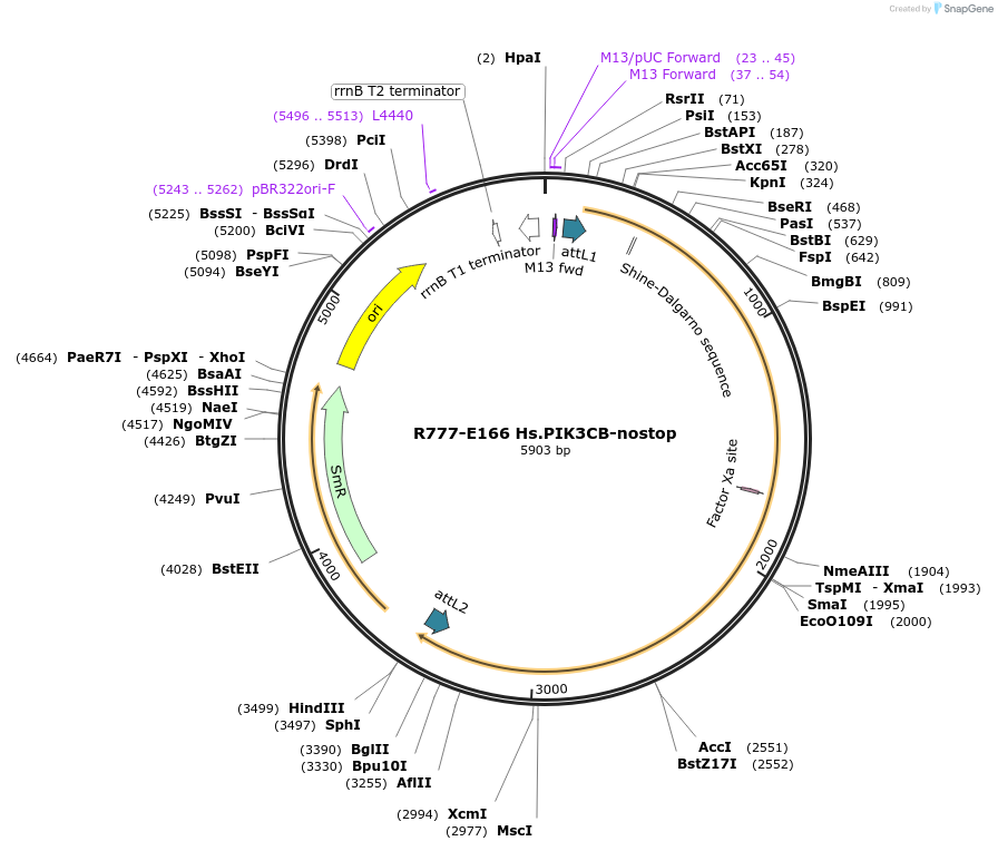 70450-plasmid-map-sequence-id-358325