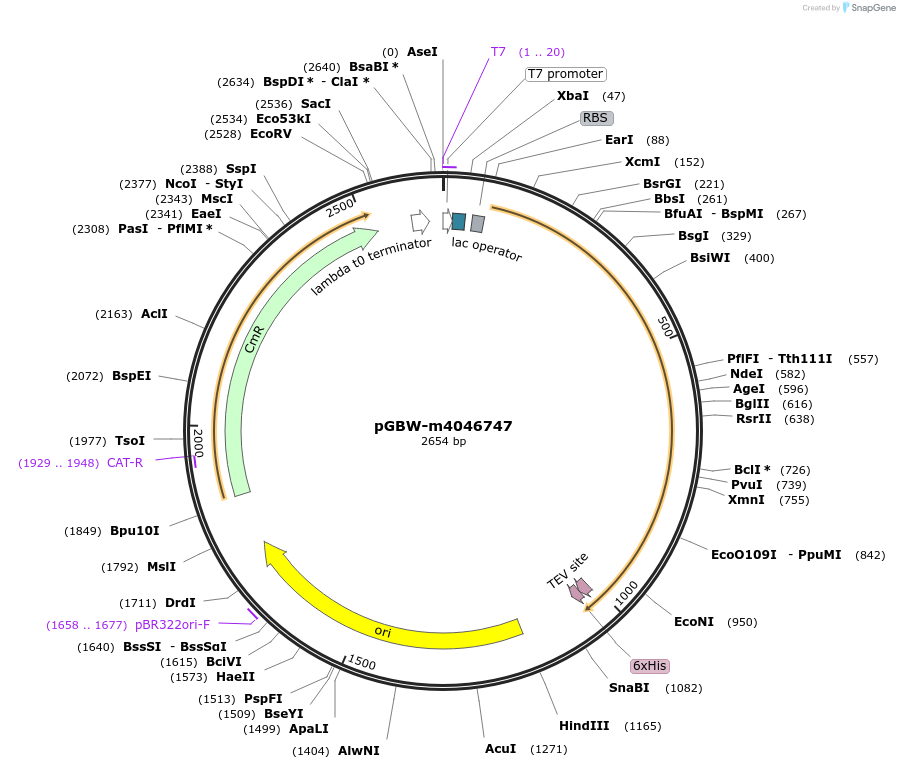 149249-plasmid-map-sequence-id-358332
