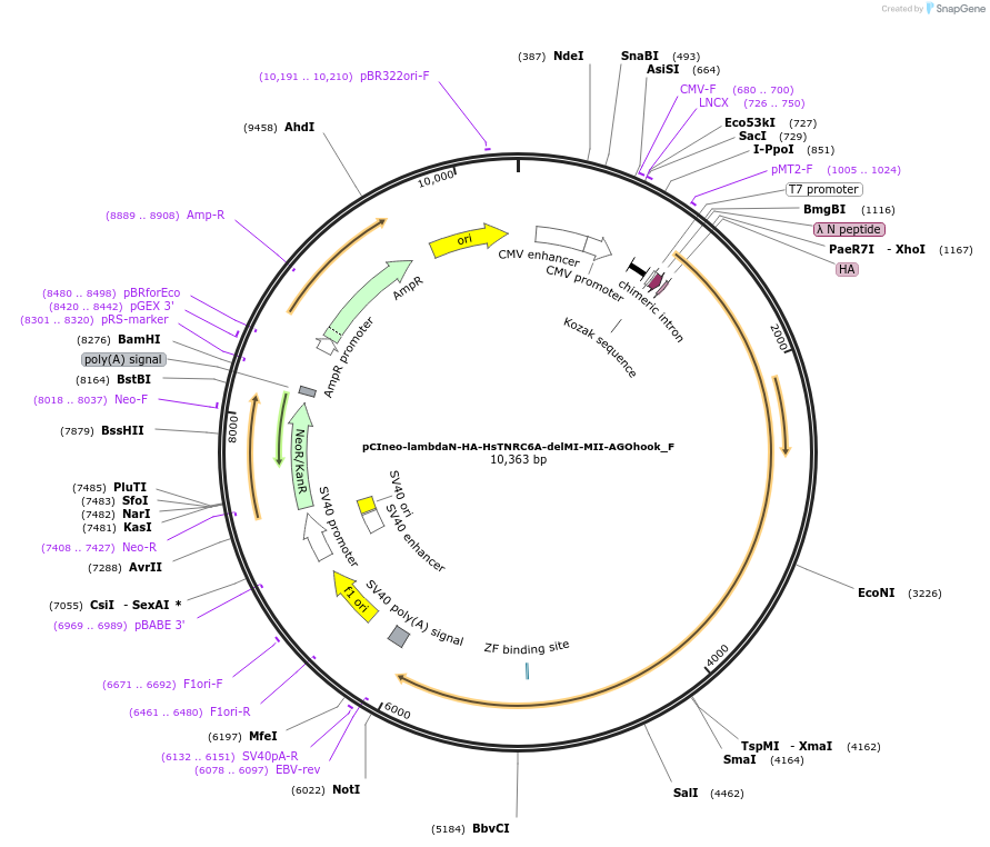 146299-plasmid-map-sequence-id-358344