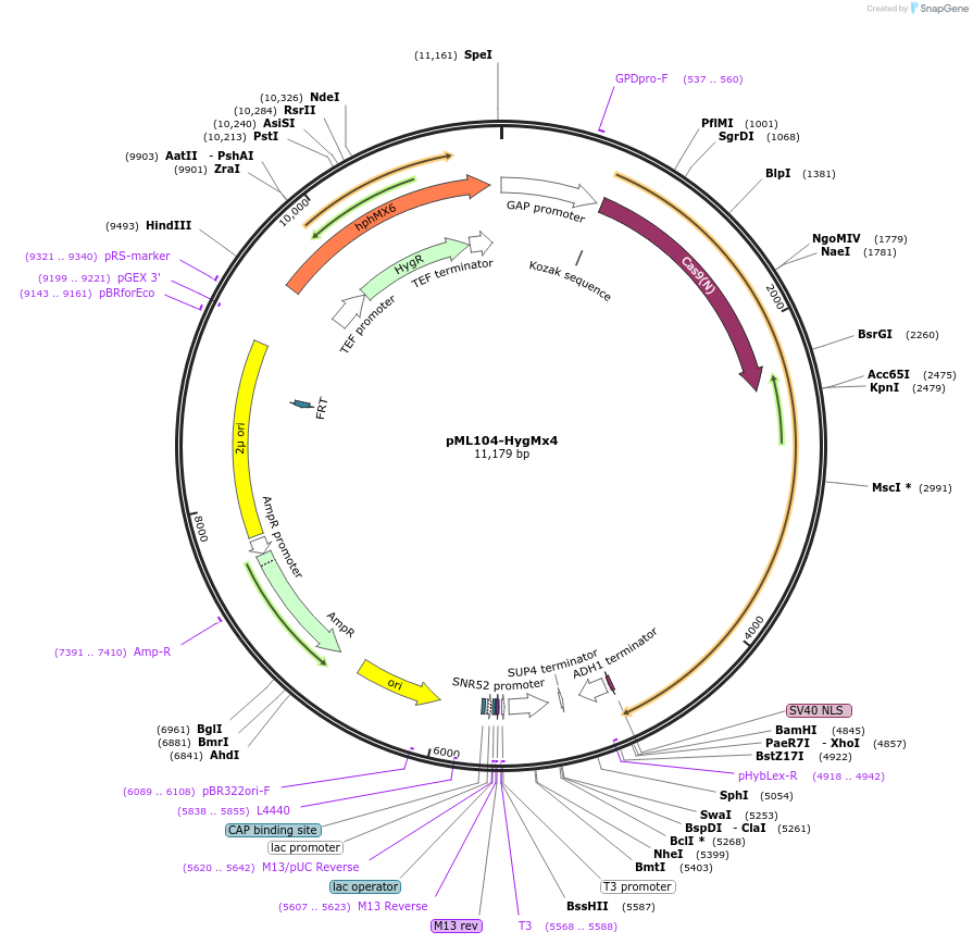 83475-plasmid-map-sequence-id-358352