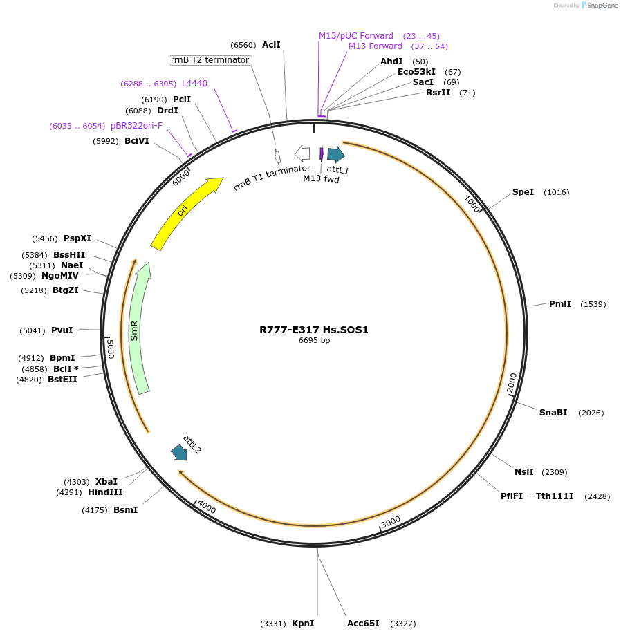 70601-plasmid-map-sequence-id-358354