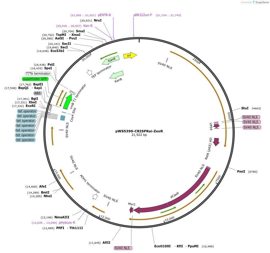 182838-plasmid-map-sequence-id-358358