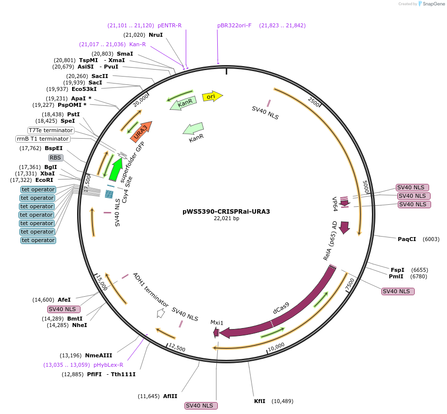 182829-plasmid-map-sequence-id-358360