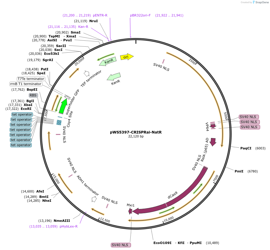 182836-plasmid-map-sequence-id-358363