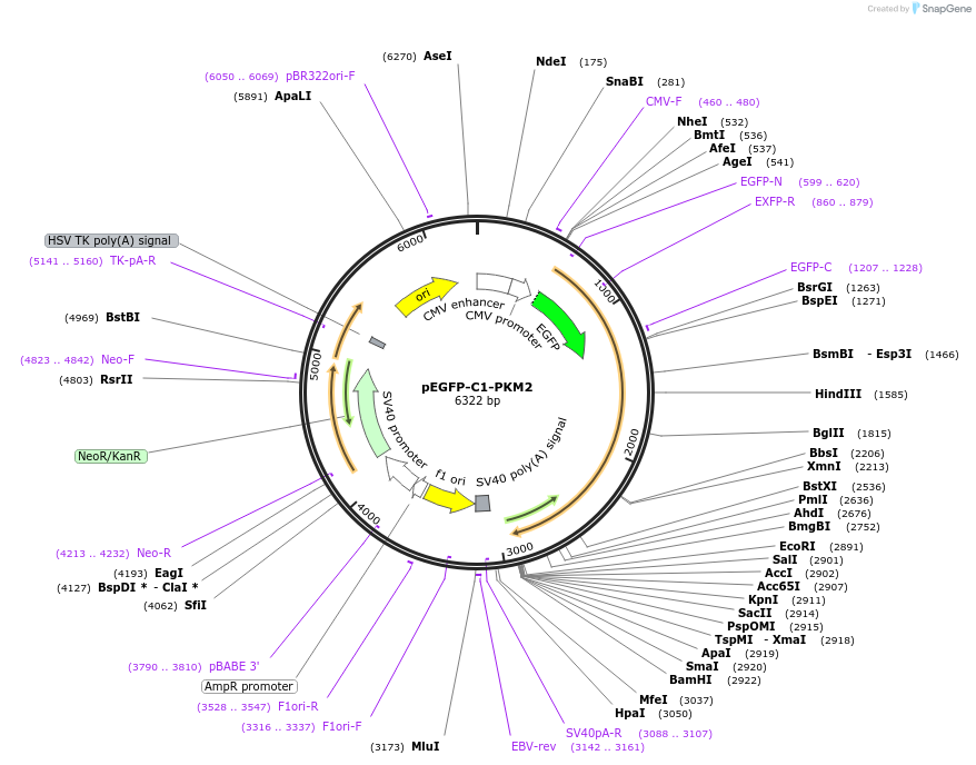 64698-plasmid-map-sequence-id-358365