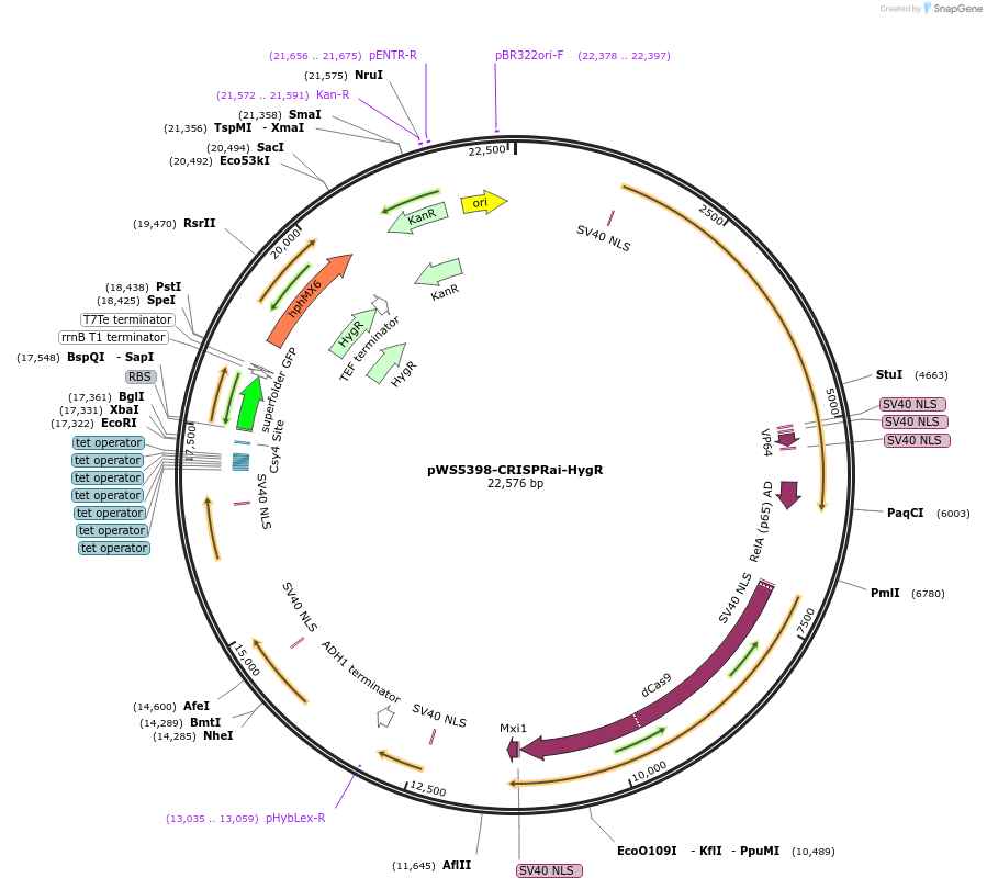 182837-plasmid-map-sequence-id-358370