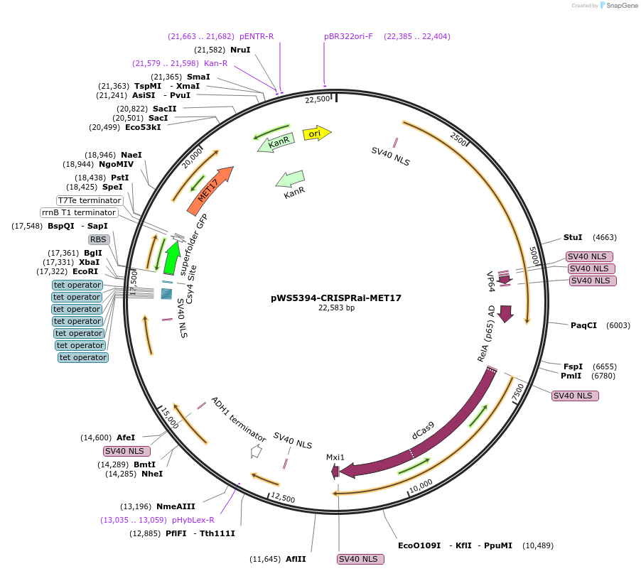182833-plasmid-map-sequence-id-358423