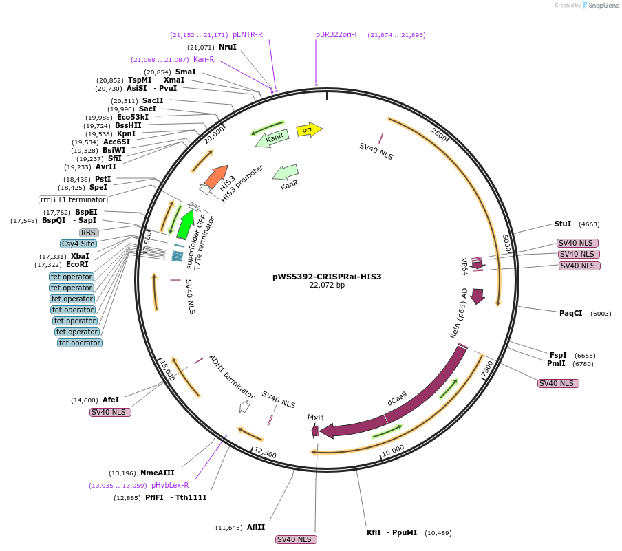 182831-plasmid-map-sequence-id-358424