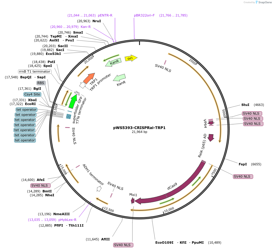 182832-plasmid-map-sequence-id-358425