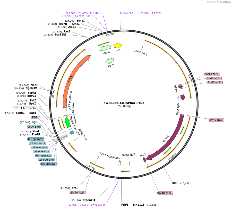 182834-plasmid-map-sequence-id-358426