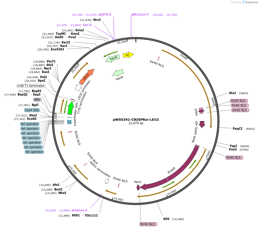 182830-plasmid-map-sequence-id-358427