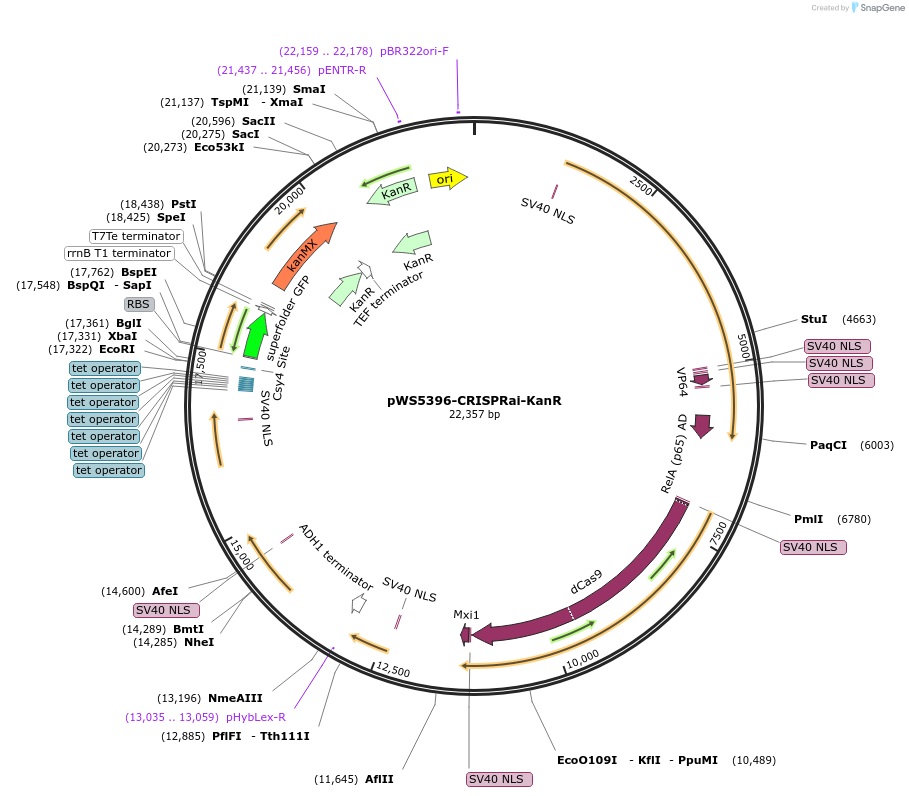 182835-plasmid-map-sequence-id-358430