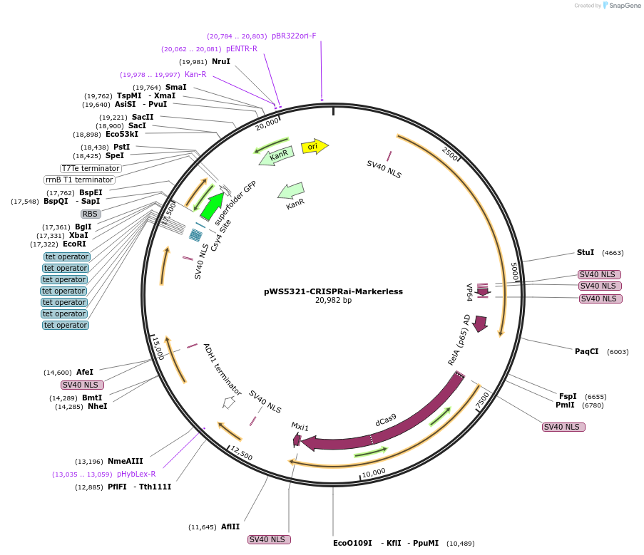182828-plasmid-map-sequence-id-358487