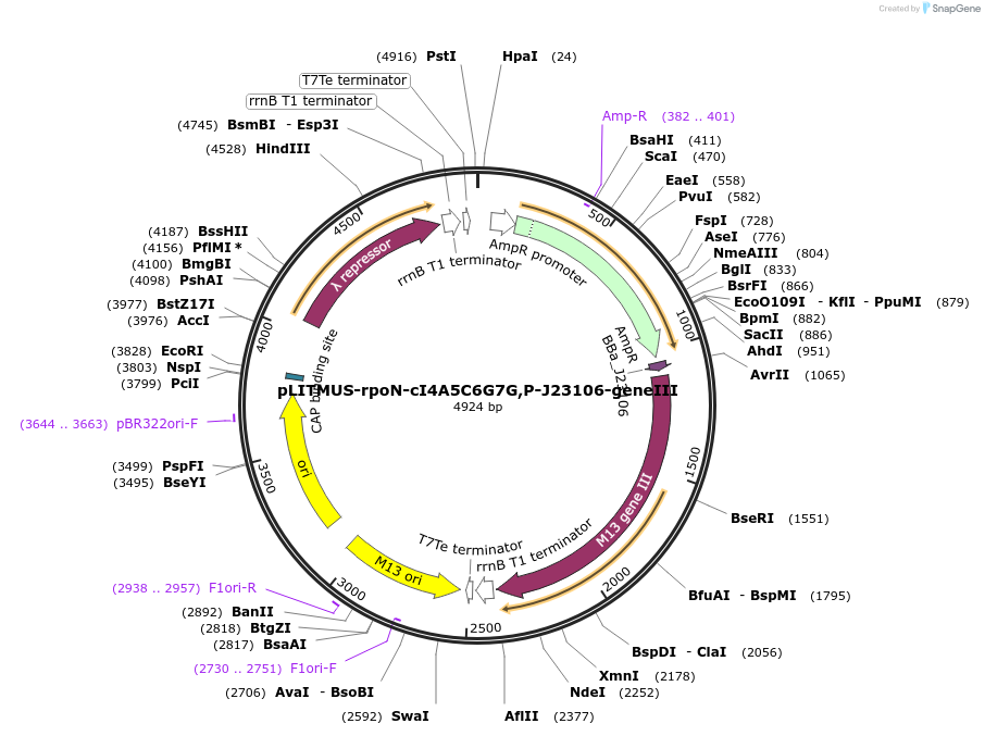 80864-plasmid-map-sequence-id-358521