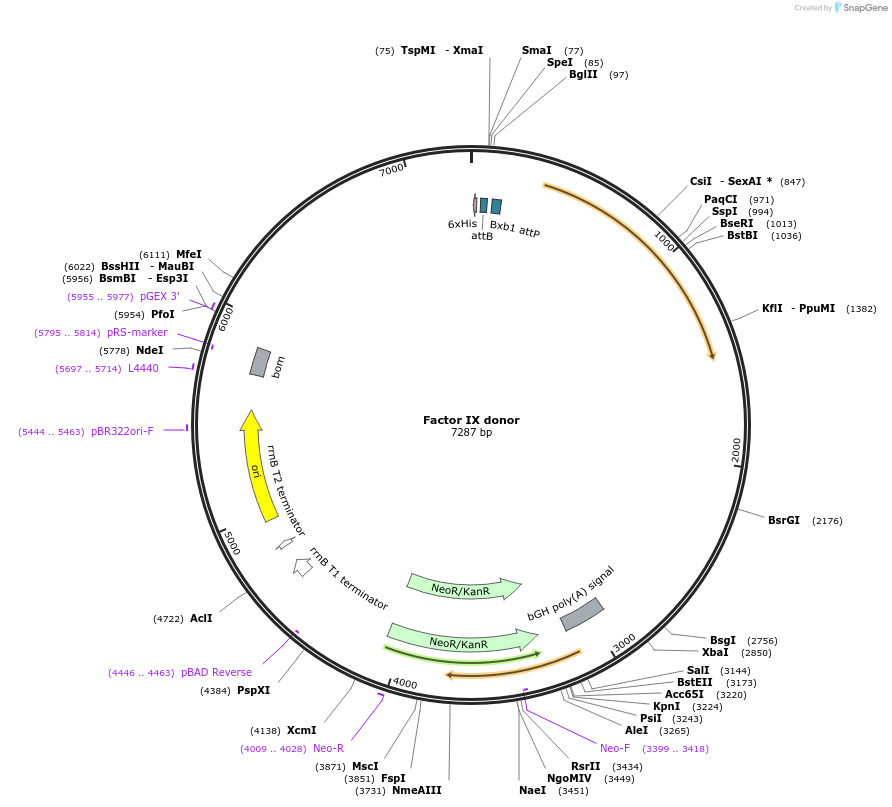 182141-plasmid-map-sequence-id-358527