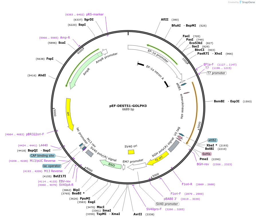 21690-plasmid-map-sequence-id-358530