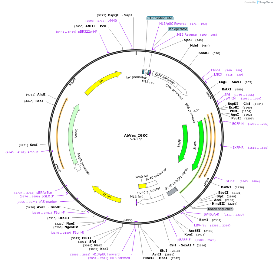 183702-plasmid-map-sequence-id-358531