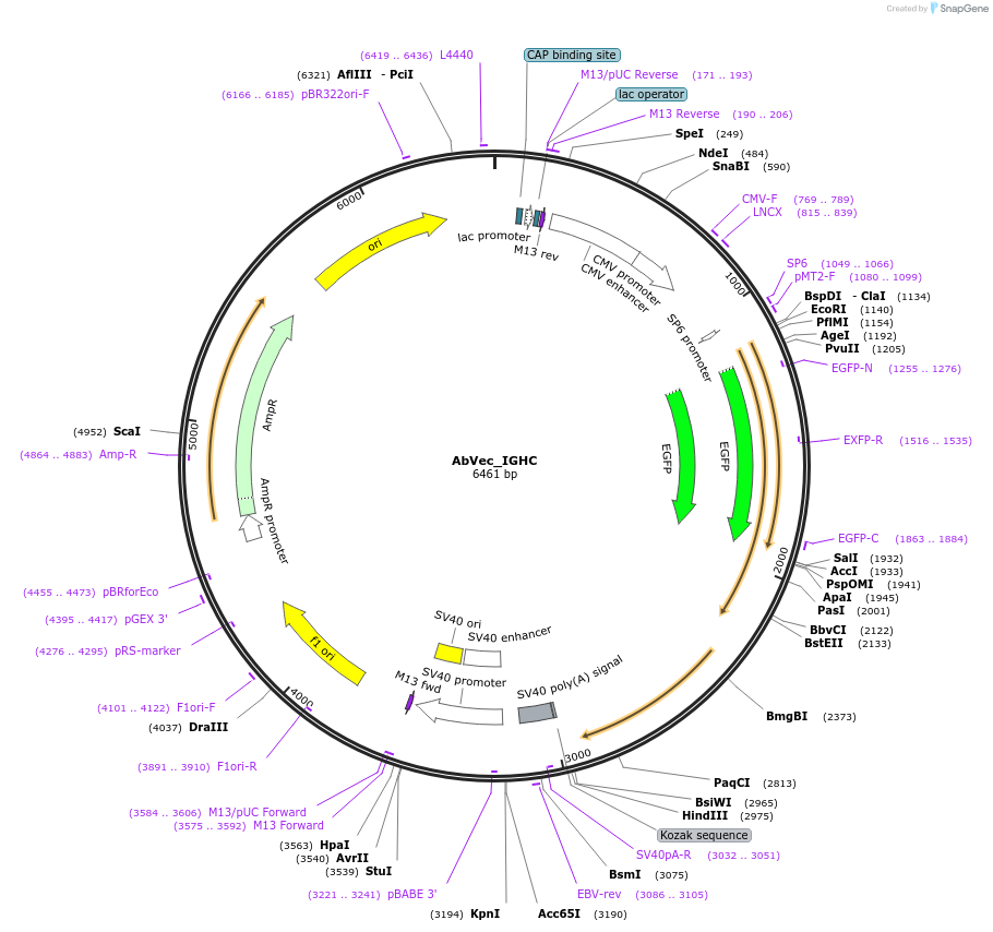 183701-plasmid-map-sequence-id-358532